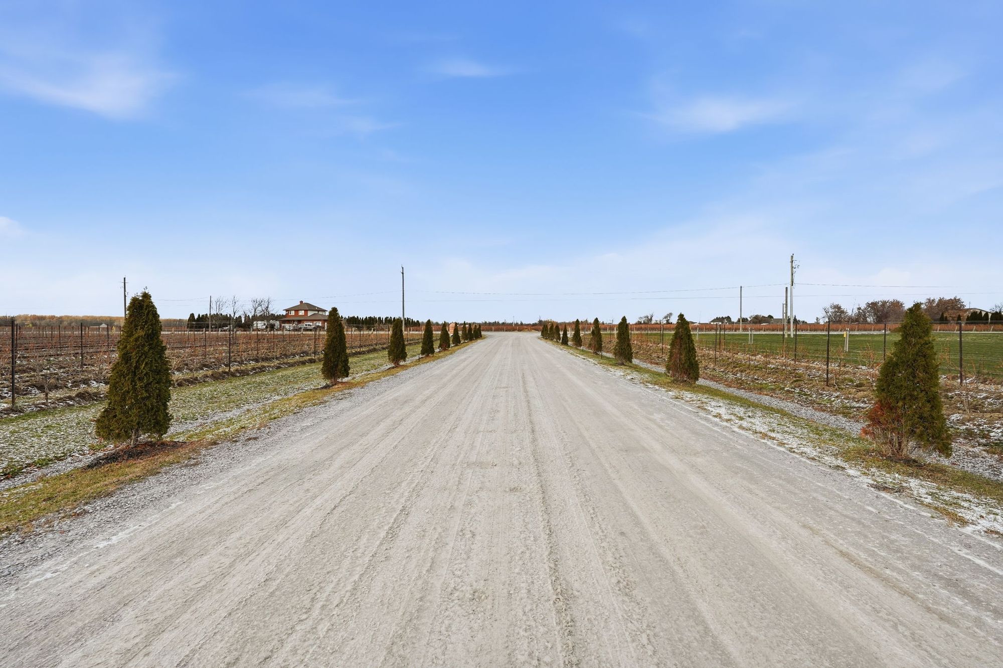 The cedar-lined lane through the vines