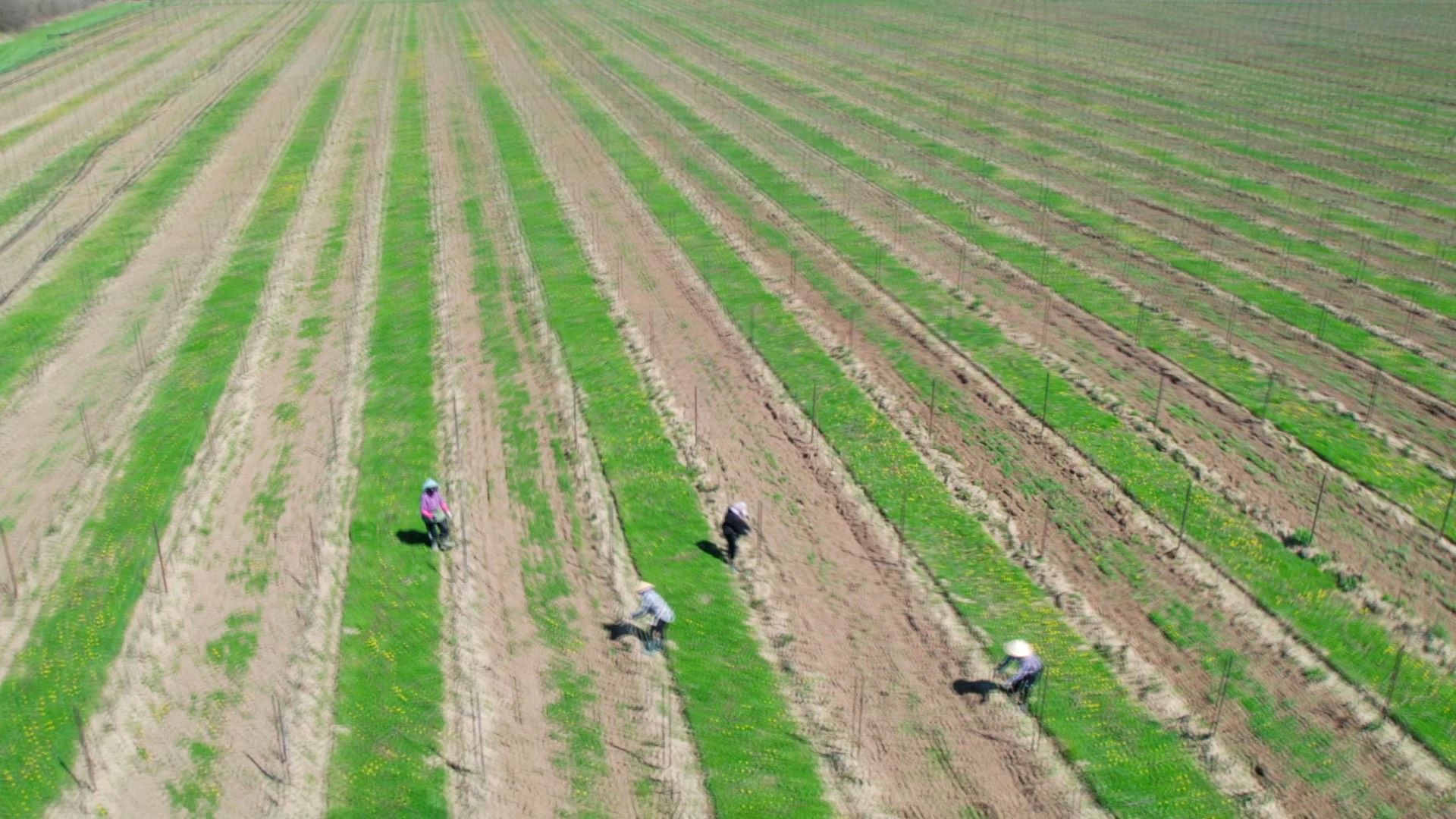 A crew working the vine rows in spring (still from the property film)